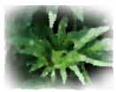 vague photo of marijuana